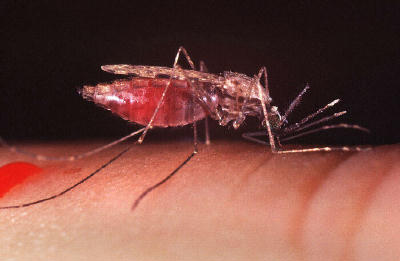 mosquito adulto