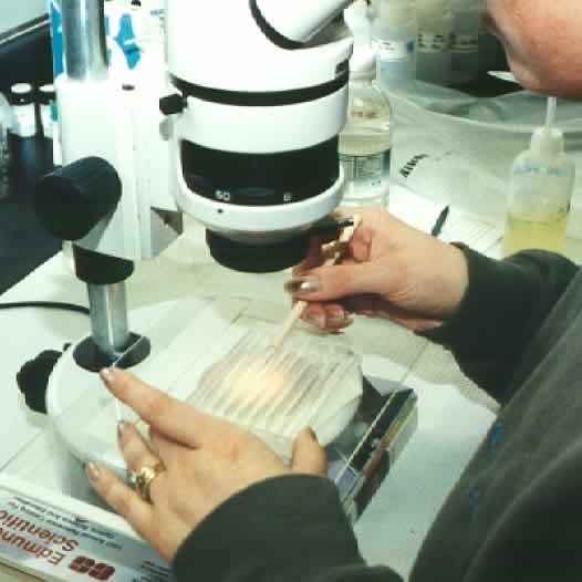 Microscpio para contagem de zooplncton